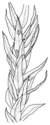 Pohlia australis, portion of shoot. Drawn from holotype, A.J. Fife 5487, CHR 104235.
 Image: R.C. Wagstaff © Landcare Research 2020 CC BY 4.0